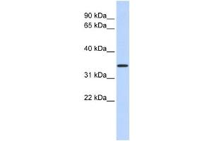 Western Blotting (WB) image for anti-Mitochondrial Calcium Uniporter Regulator 1 (MCUR1) antibody (ABIN2458892) (CCDC90A anticorps)