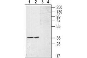 Western blot analysis of (RAEC) rat aortic endothelial  cell line lysates (lanes 1 and 3) and A-10 Rat thoracic aorta smooth muscle (lane 2 and 4) cell lysates: - 1,2. (S1PR1 anticorps  (Extracellular, N-Term))