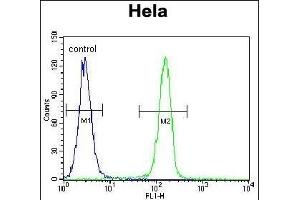 SELV Antibody (C-term) (ABIN655287 and ABIN2844877) flow cytometric analysis of Hela cells (right histogram) compared to a negative control cell (left histogram). (Selenoprotein V anticorps  (C-Term))