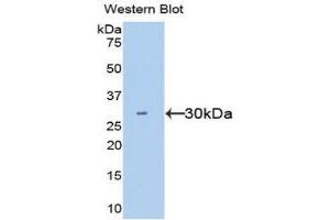 Western Blotting (WB) image for anti-Hepatocyte Growth Factor (Hepapoietin A, Scatter Factor) (HGF) (AA 495-728) antibody (ABIN1859147) (HGF anticorps  (AA 495-728))