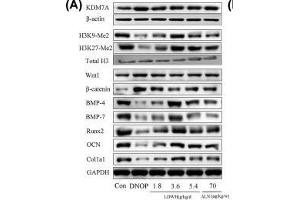 Effect of LWDH on KDM7A, Wnt1/β-catenin signaling, and osteoblast differentiation-related proteins expression of the femur tissue in DNOP rats(A and B) Western blot analysis for KDM7A, H3K9-Me2, H3K27-Me2, Wnt1, β-catenin, BMP-4, BMP-7, Runx2, OCN, and Col1a1 expression in the femur tissue of DNOP rats. (Histone 3 anticorps  (H3K9me2))