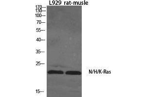 Western Blot (WB) analysis of specific cells using N/H/K-Ras Polyclonal Antibody. (N/H/K-Ras (N-Term) anticorps)