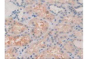 Detection of aZGP1 in Human Kidney Tissue using Polyclonal Antibody to Alpha-2-Glycoprotein 1, Zinc Binding (aZGP1)
