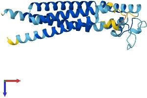 AlphaFold protein structure predicition of Human Recombinant TSPAN2 Protein, UniprotID O60636