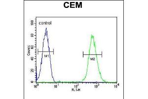 Flow cytometric analysis of CEM cells (right histogram) compared to a negative control cell (left histogram). (CD37 anticorps  (AA 101-130))