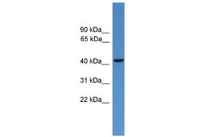 WB Suggested Anti-GLUL Antibody Titration: 0. (GLUL anticorps  (C-Term))