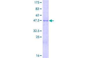 Image no. 1 for Azurocidin 1 (AZU1) (AA 1-251) protein (GST tag) (ABIN1346263)
