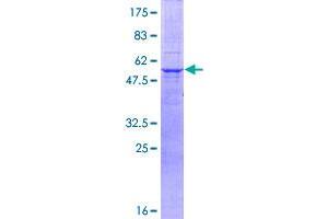 Image no. 1 for Myelin Protein Zero (MPZ) (AA 1-258) protein (GST tag) (ABIN1311245)
