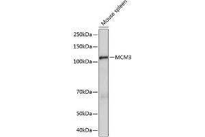 Western blot analysis of extracts of Mouse spleen, using MCM3 Rabbit mAb (ABIN7268540) at 1:1000 dilution.