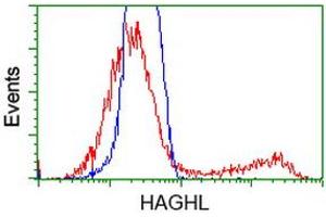 HEK293T cells transfected with either RC200832 overexpress plasmid (Red) or empty vector control plasmid (Blue) were immunostained by anti-HAGHL antibody (ABIN2454227), and then analyzed by flow cytometry. (HAGHL anticorps)