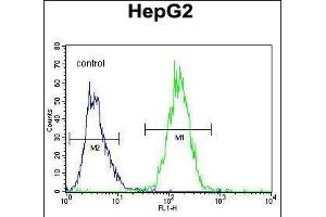 RDH13 Antibody (Center) (ABIN655968 and ABIN2845352) flow cytometric analysis of HepG2 cells (right histogram) compared to a negative control cell (left histogram). (RDH13 anticorps  (AA 166-194))