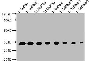 Western Blot Positive WB detected in: 50 ng recombinant protein All lanes: GFP antibody at 1:50000, 1:100000, 1:200000, 1:400000, 1:800000, 1:1600000, 1:3200000, 1:6400000 Secondary Goat polyclonal to mouse IgG at 1/50000 dilution Predicted band size: 32 KDa Observed band size: 32 KDa Exposure time:5 min