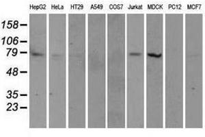Image no. 5 for anti-Tubulin tyrosine Ligase-Like Family, Member 12 (TTLL12) antibody (ABIN1499035) (TTLL12 anticorps)