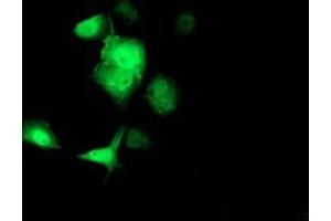 Anti-SOCS3 mouse monoclonal antibody (ABIN2454672) immunofluorescent staining of COS7 cells transiently transfected by pCMV6-ENTRY SOCS3 (RC209305). (SOCS3 anticorps)