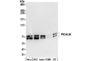 Western Blotting (WB) image for anti-Phosphatidylinositol Binding clathrin Assembly Protein (PICALM) (AA 602-652) antibody (ABIN7453162)