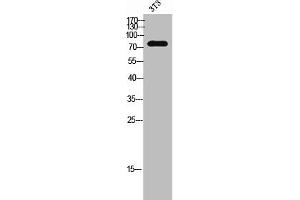 Western Blot analysis of 3T3 cells using MAN1B1 Polyclonal Antibody