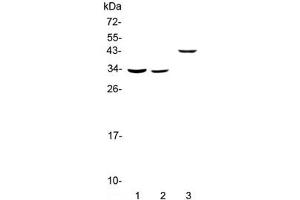 Western blot testing of 1) rat liver, 2) mouse liver and 3) human SMMC-7721 lysate with Regucalcin antibody at 0.