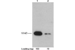 Lane 1-2: Recombinant Trx-tag fusion protein in E. (Trx Tag anticorps)