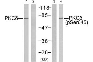 Western blot analysis of extracts from MCF7 cells using PKCδ (Ab-645) antibody (E021288, Line 1 and 2) and PKCδ (phospho-Ser645) antibody (E011296, Line 3 and 4). (PKC delta anticorps  (pSer645))