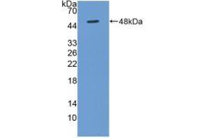 Western blot analysis of recombinant Human BMP4. (BMP4 anticorps  (AA 22-408))