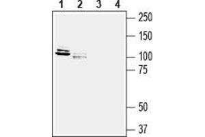 Western blot analysis of rat new born brain membranes (lanes 1 and 3) and rat brain lysate (lanes 2 and 4): - 1,2.