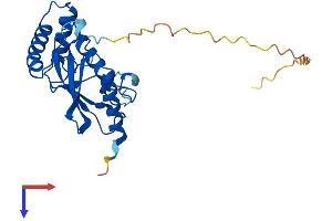 AlphaFold protein structure predicition of Human Recombinant UBE2R2 Protein, UniprotID Q712K3