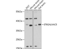 Western blot analysis of extracts of various cell lines, using ST6G antibody (ABIN7270580) at 1:1000 dilution.