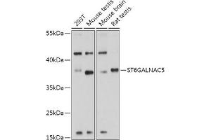 Western blot analysis of extracts of various cell lines, using ST6G antibody (ABIN7270580) at 1:1000 dilution. (ST6GALNAC5 anticorps  (AA 28-336))
