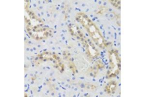Immunohistochemistry of paraffin-embedded rat kidney using DISC1 antibody. (DISC1 anticorps  (AA 1-200))
