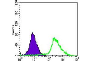 Flow cytometric analysis of Jurkat cells using p44/42 MAPK mAb (green) and negative control (purple).