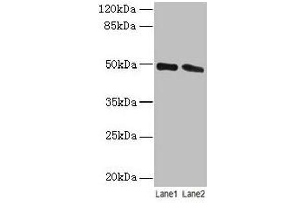 STAMBP anticorps  (AA 1-424)