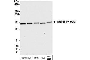 Western Blotting (WB) image for anti-Hypoxia Up Regulated 1 (HYOU1) (AA 949-999) antibody (ABIN7452655)