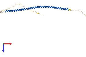 AlphaFold protein structure predicition of Mouse Recombinant Syce2 Protein, UniprotID Q505B8