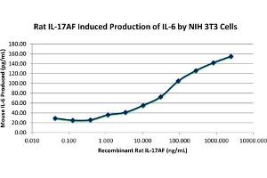 SDS-PAGE of Rat Interleukin-17AF Heterodimer Recombinant Protein Bioactivity of Rat Interleukin-17 AF Heterodimer Recombinant Protein.