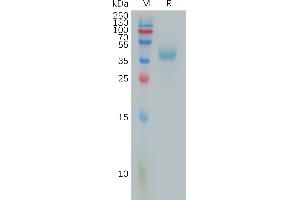 Human PIP Protein, hFc Tag on SDS-PAGE under reducing condition.