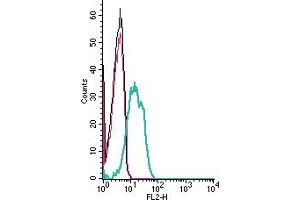 Cell surface detection of Cholecystokinin B receptor by indirect flow cytometry in live intact human Jurkat T-cell leukemia cells:  + goat-anti-rabbit-PE. (CCKBR anticorps  (Extracellular))