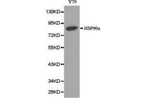 Western Blotting (WB) image for anti-Heat Shock Protein 90kDa alpha (Cytosolic), Class A Member 1 (HSP90AA1) antibody (ABIN1873089)