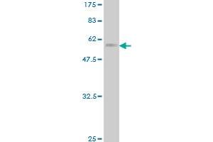 Western Blot detection against Immunogen (69.