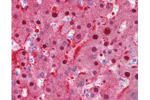 Immunohistochemistry (IHC) image for anti-Fumarylacetoacetate Hydrolase (Fumarylacetoacetase) (FAH) (N-Term) antibody (ABIN2776934)