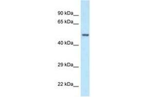 anti-Polymerase (DNA Directed), gamma 2, Accessory Subunit (POLG2) (AA 45-94) antibody