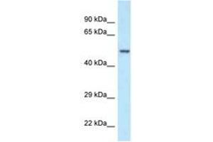 Image no. 1 for anti-Polymerase (DNA Directed), gamma 2, Accessory Subunit (POLG2) (AA 45-94) antibody (ABIN6747501) (POLG2 anticorps  (AA 45-94))