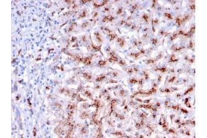 Formalin-fixed, paraffin-embedded human Liver stained with Cathepsin D Mouse Monoclonal Antibody (CTSD/3276). (Cathepsin D anticorps  (AA 104-250))
