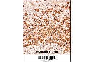 Mouse Dapk3 Antibody immunohistochemistry analysis in formalin fixed and paraffin embedded mouse brain tissue followed by peroxidase conjugation of the secondary antibody and DAB staining.