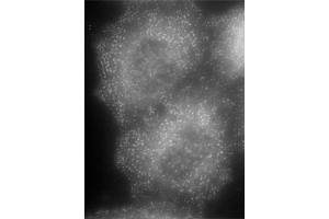 Image no. 3 for anti-Adaptor-Related Protein Complex 2, alpha 1 Subunit (AP2A1) (AA 706-727) antibody (ABIN5893858) (alpha Adaptin anticorps  (AA 706-727))