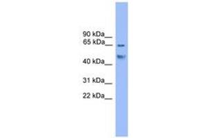 Image no. 1 for anti-Runt-Related Transcription Factor 2 (RUNX2) (C-Term) antibody (ABIN6745999) (RUNX2 anticorps  (C-Term))