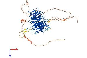 AlphaFold protein structure predicition of Human Recombinant WRAP53 Protein, UniprotID Q9BUR4