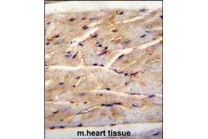 RMD1 Antibody immunohistochemistry analysis in formalin fixed and paraffin embedded mouse heart tissue followed by peroxidase conjugation of the secondary antibody and DAB staining. (RMD1 anticorps  (N-Term))