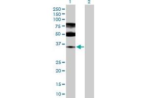 Western Blot analysis of ENOPH1 expression in transfected 293T cell line by ENOPH1 MaxPab polyclonal antibody.