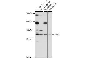Western blot analysis of extracts of various cell lines, using FR antibody (ABIN7267264) at 1:1000 dilution. (FRAT1 anticorps  (C-Term))
