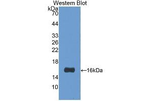 Western Blotting (WB) image for anti-Lectin, Galactoside-Binding, Soluble, 1 (LGALS1) (AA 1-135) antibody (ABIN1078054) (LGALS1/Galectin 1 anticorps  (AA 1-135))